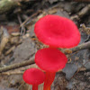 Hygrocybe Mushroom