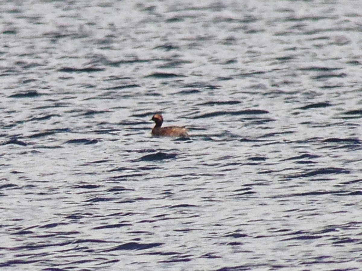 Horned Grebe