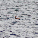 Horned Grebe