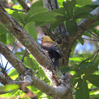 Blond-crested woodpecker