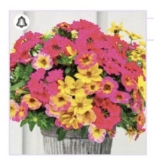 Please note how many hanging baskets of Rose Explosion you would like to order.