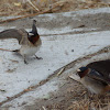 Cliff Swallow