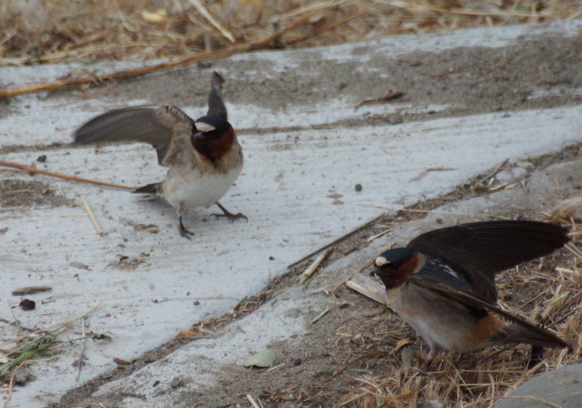 Cliff Swallow