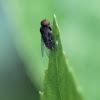 Flat-footed Fly