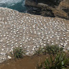 Australian Gannet