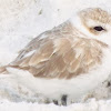 Snowy Plover