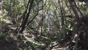 Stewart Island Whitetail thumbnail