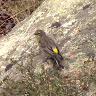 Yellow-Rumped Warbler