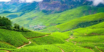 travelogged-21-things-to-do-munnar-kollukkumallaya-tea-estate_image