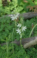 Bath asparagus bulb