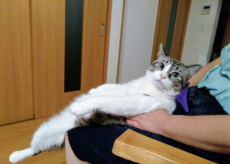 プリウスαのDIY・フィギュア・【CT愛猫部】・愛猫紹介に関するカスタム事例の投稿画像2枚目