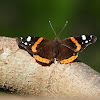 Red admiral