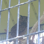 Great Horned owl