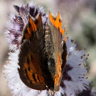 Small Copper