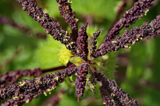 Urtica membranacea