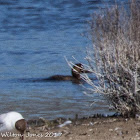 Pochard; Porrón Común