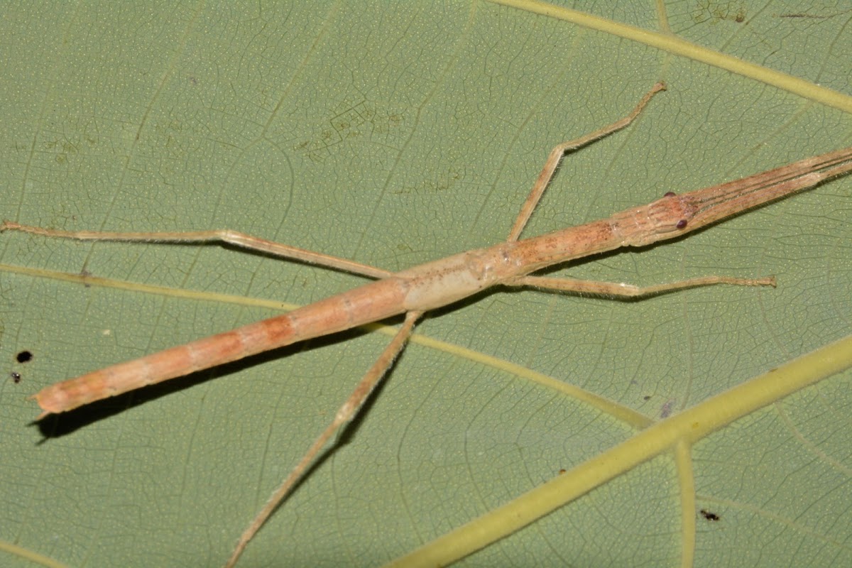 Stick Insect, Phasmid - Female