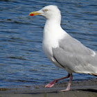 European Herring Gull