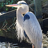 Great blue heron