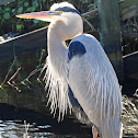 Great blue heron