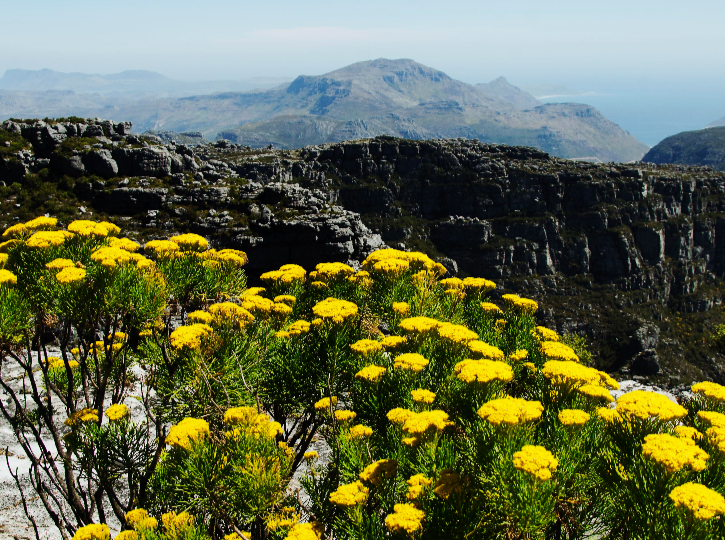 Capetonians are encouraged to go out over this long weekend to explore the city's abundant flora and fauna as part of the City Nature Challenge - an annual and global science competition to document urban biodiversity.