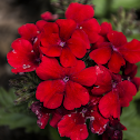 Tuscany Scarlet Verbena