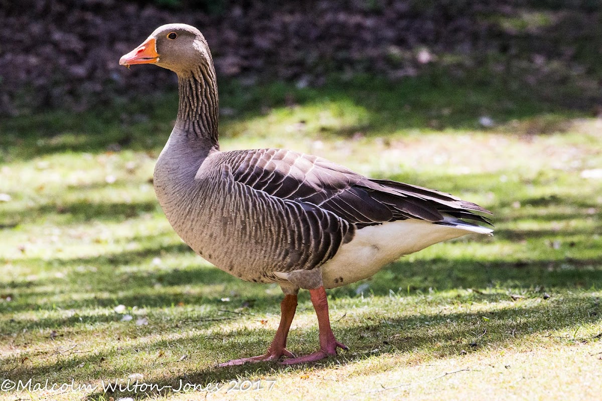 Greylag Goose