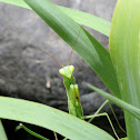 Praying Mantis