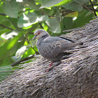 Dusky Turtle Dove