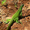 Juvenile Green Iguana