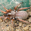 Cyrtocarenum trapdoor spider