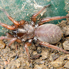 Cyrtocarenum trapdoor spider