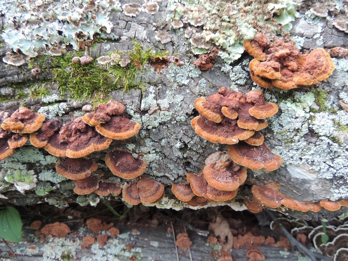 Shelf Mushrooms