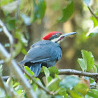 Pileated woodpecker