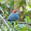 Pileated woodpecker