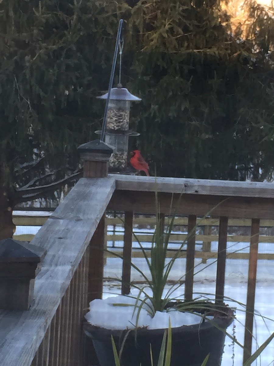 Northern Cardinal