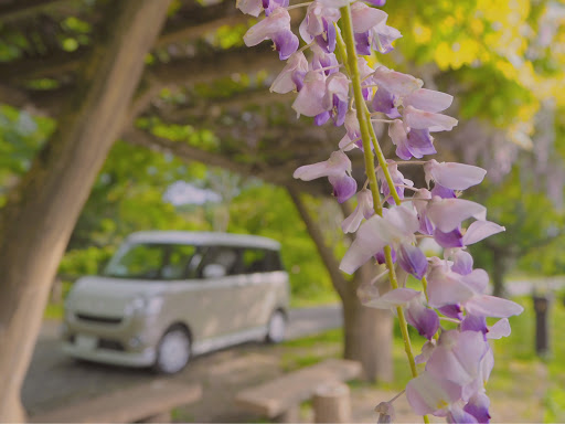 ムーヴキャンバス La800sの藤の花 癒し時間 自然が好き かわいい相棒 花 一チューンに関するカスタム メンテナンスの投稿画像 車のカスタム情報はcartune