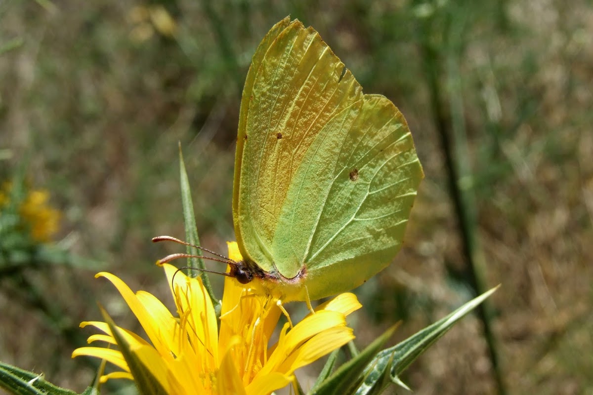 Cleopatra _male