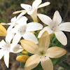 Collomia