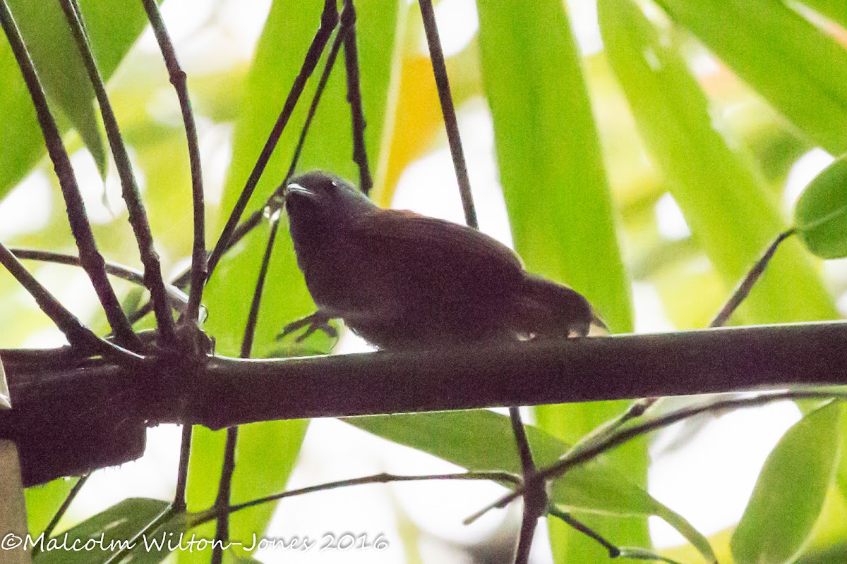 Chestnut-winged Babbler