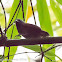 Chestnut-winged Babbler