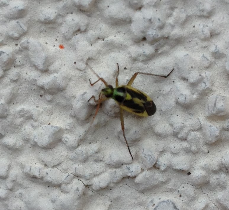 Two-spotted Grass Bug