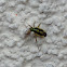 Two-spotted Grass Bug