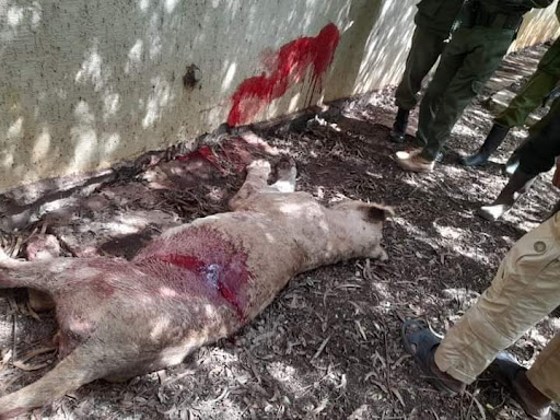 One of the six lions killed in Imbirrikani on Friday night. image: KURGAT MARINDANY.