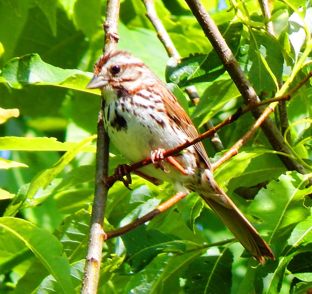 Song Sparrow