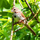 Song Sparrow