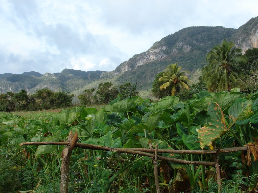 vinales