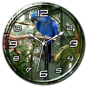 Hyacinth Macaw Clock Live WP 1.2 Icon