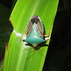 Turqoise Shield Bug