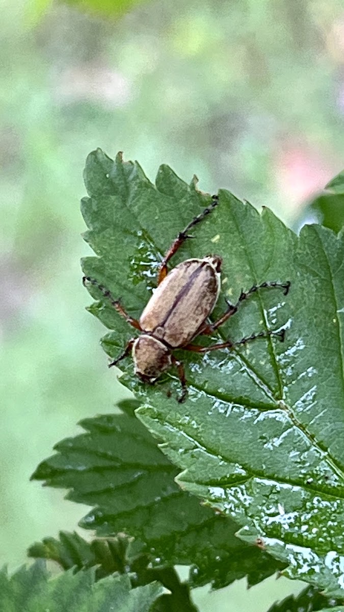 Rose Chafer